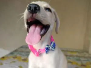 Cachorro raça SRD idade 2 a 6 meses nome Jasmim