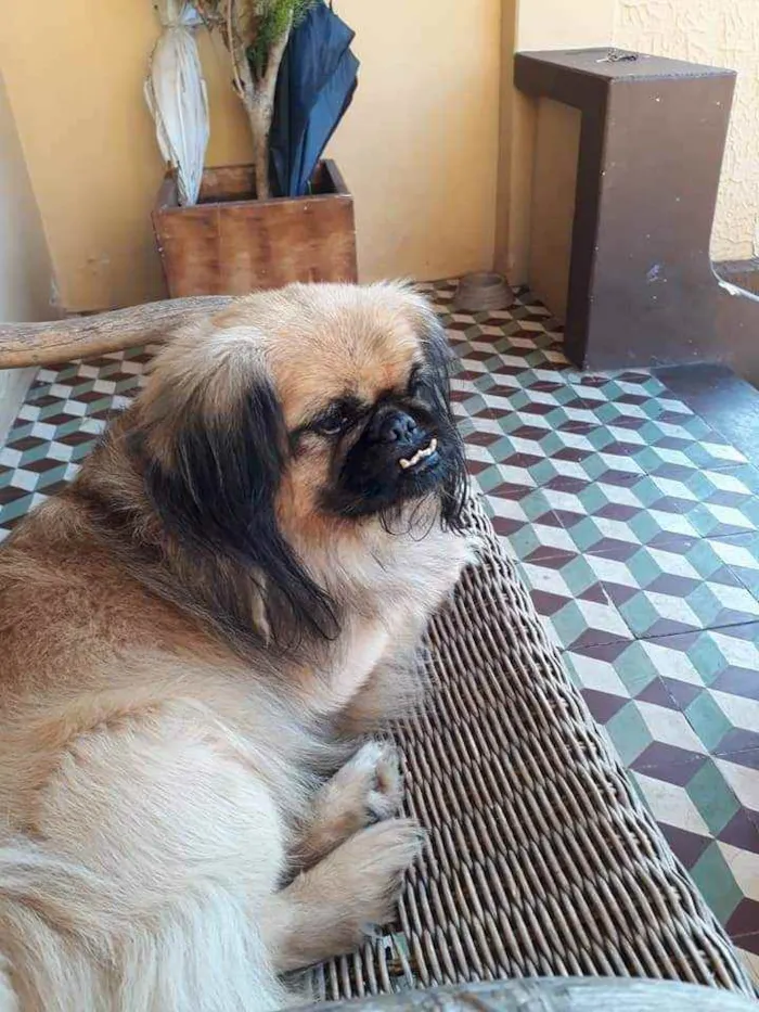 Cachorro ra a Pequinês  idade 5 anos nome Billy