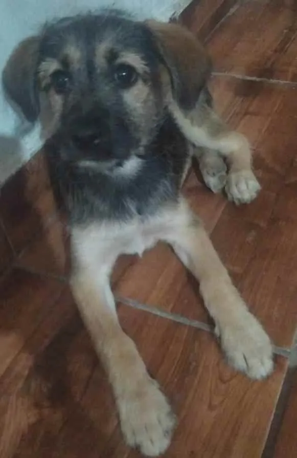 Cachorro raça SRD idade 2 a 6 meses nome Jade