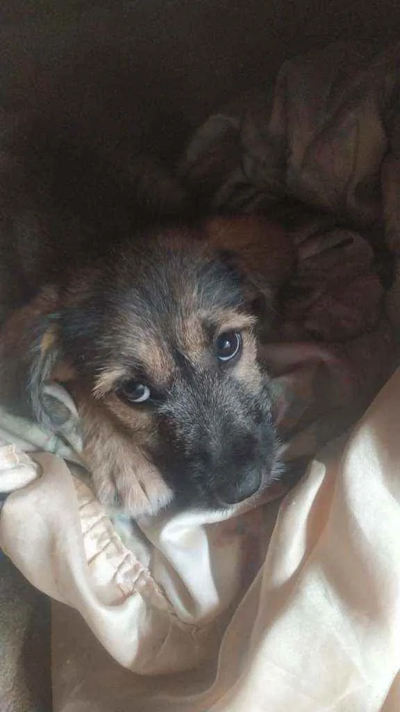 Cachorro raça SRD idade 2 a 6 meses nome Jade