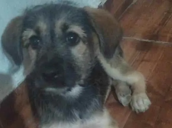 Cachorro raça SRD idade 2 a 6 meses nome Jade