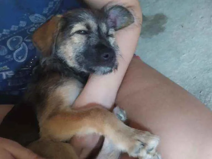 Cachorro raça SRD idade 2 a 6 meses nome Jade