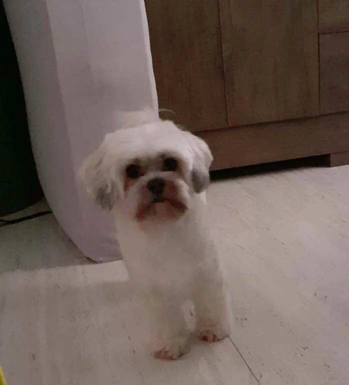 Cachorro ra a Shih-tzu idade 6 ou mais anos nome Symon