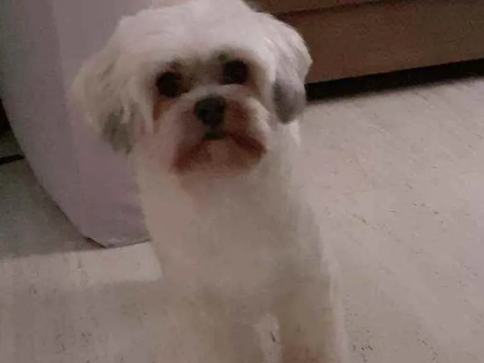 Cachorro ra a Shih-tzu idade 6 ou mais anos nome Symon