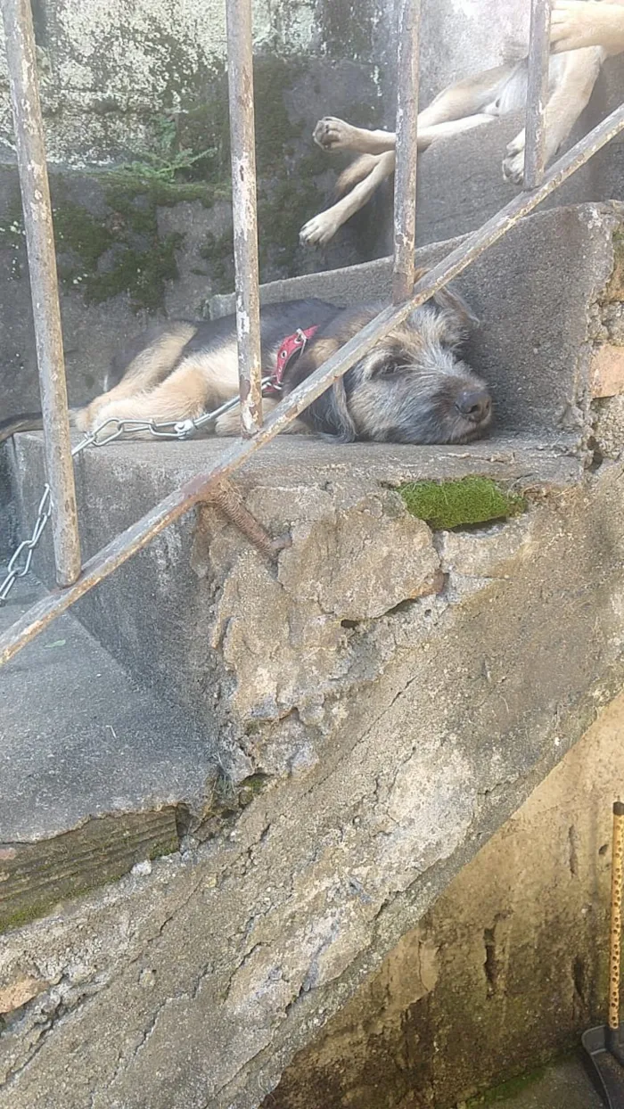 Cachorro ra a Indefinida  idade 2 a 6 meses nome Thor 