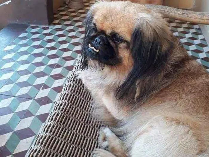 Cachorro ra a Pequinês  idade 5 anos nome Billy