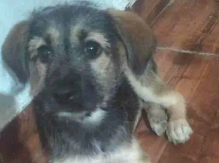 Cachorro raça SRD idade 2 a 6 meses nome Jade