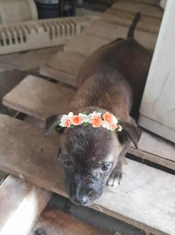 Cachorro ra a Srd idade Abaixo de 2 meses nome Filhote de 1 mes
