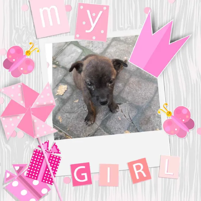 Cachorro ra a Srd idade Abaixo de 2 meses nome Filhote de 1 mes