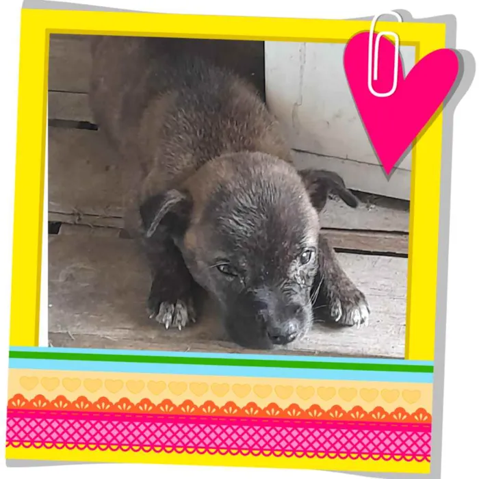 Cachorro ra a Srd idade Abaixo de 2 meses nome Filhote de 1 mes