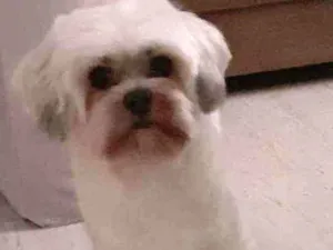 Cachorro raça Shih-tzu idade 6 ou mais anos nome Symon