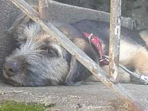 Cachorro raça Indefinida  idade 2 a 6 meses nome Thor 