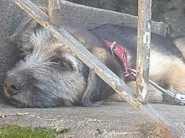 Cachorro ra a Indefinida  idade 2 a 6 meses nome Thor 
