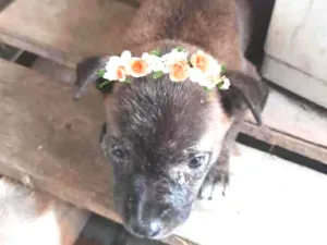 Cachorro raça Srd idade Abaixo de 2 meses nome Filhote de 1 mes