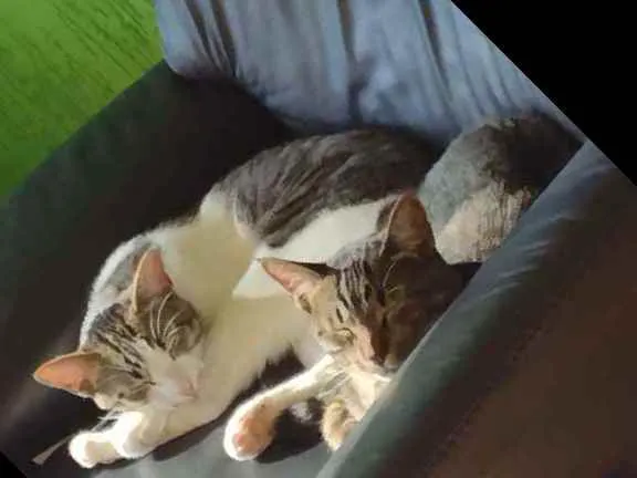 Gato ra a Gato idade 1 ano nome Farofa