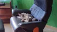 Piriquita