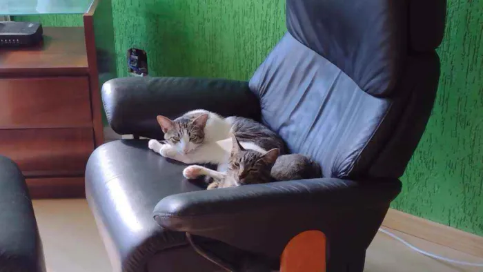 Gato ra a Gata idade 1 ano nome Piriquita