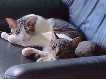 Gato ra a Gata idade 1 ano nome Piriquita