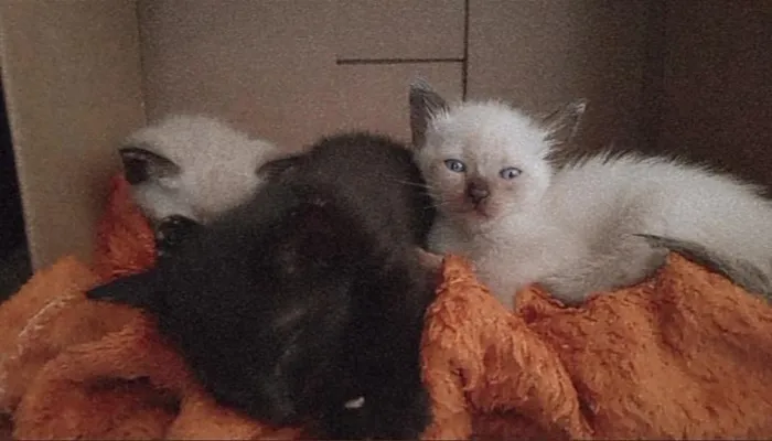 Gato raça Gato idade Abaixo de 2 meses nome Cinco filhotes