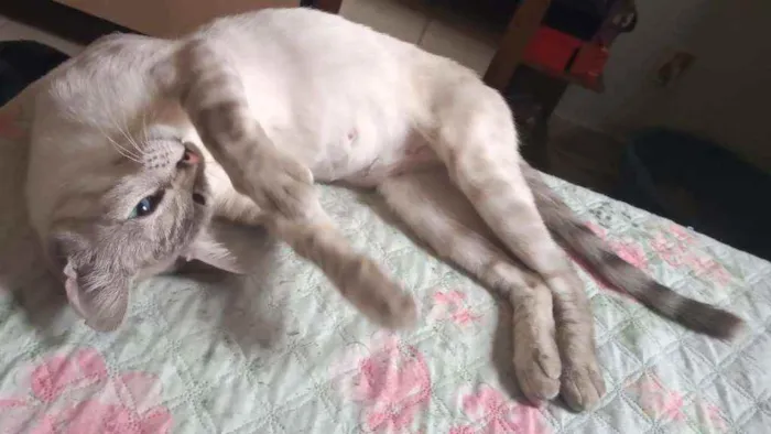 Gato ra a S.R.D. idade 2 anos nome Luna