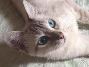Gato raça S.R.D. idade 2 anos nome Luna