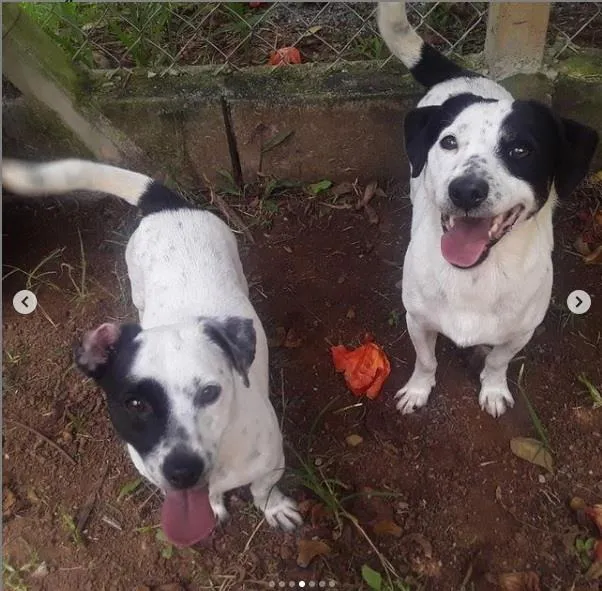 Cachorro raça SRD-ViraLata idade 1 ano nome Patati e Patatá