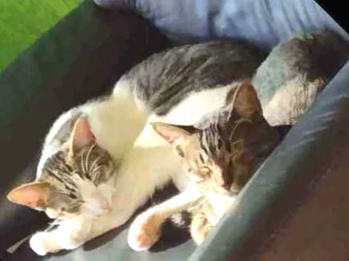 Gato ra a Gato idade 1 ano nome Farofa