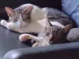 Piriquita