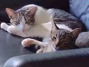 Gato ra a Gata idade 1 ano nome Piriquita