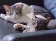 Piriquita