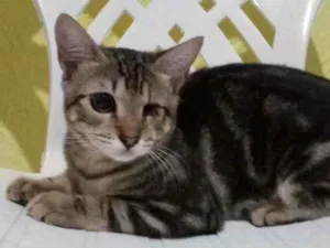 Gato raça Srd idade 2 a 6 meses nome Vinna
