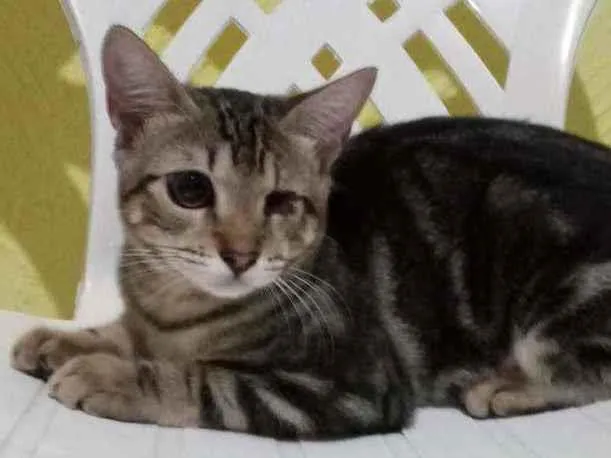 Gato raça Srd idade 2 a 6 meses nome Vinna