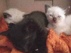 Gato raça Gato idade Abaixo de 2 meses nome Cinco filhotes
