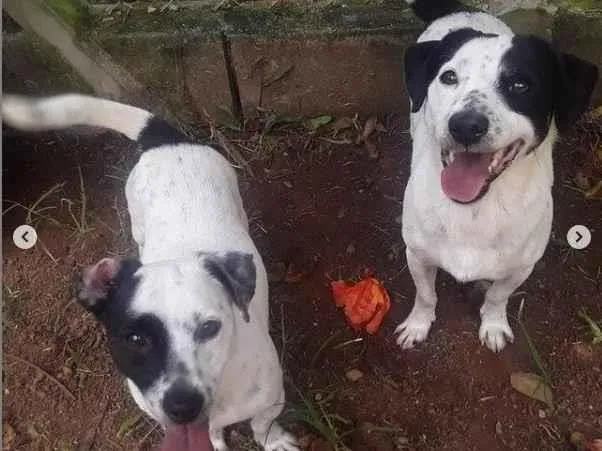 Cachorro raça SRD-ViraLata idade 1 ano nome Patati e Patatá