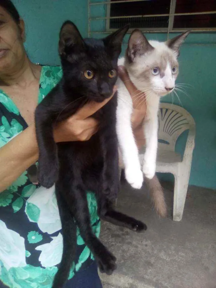 Gato raça Mestiço idade 2 a 6 meses nome Indinhos