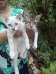 Indinhos