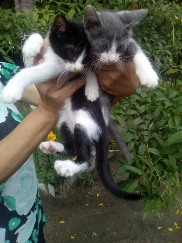 Gato raça Mestiço idade 2 a 6 meses nome Indinhos