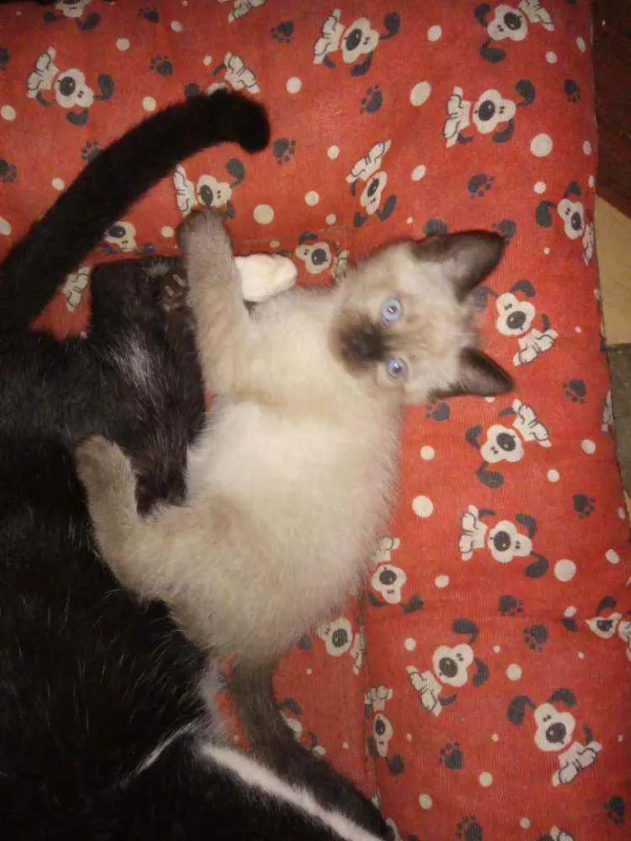 Gato raça Desconhecida idade Abaixo de 2 meses nome Filhotes