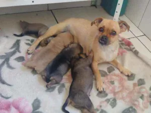 Cachorro raça Mestiço idade Abaixo de 2 meses nome Não tem nome