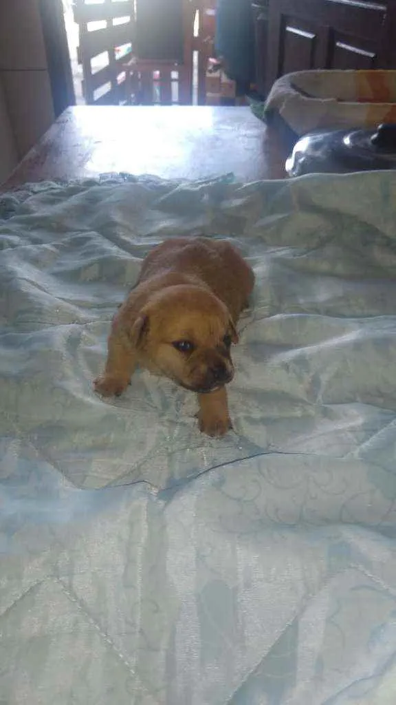 Cachorro ra a Mestiço idade Abaixo de 2 meses nome Não tem nome