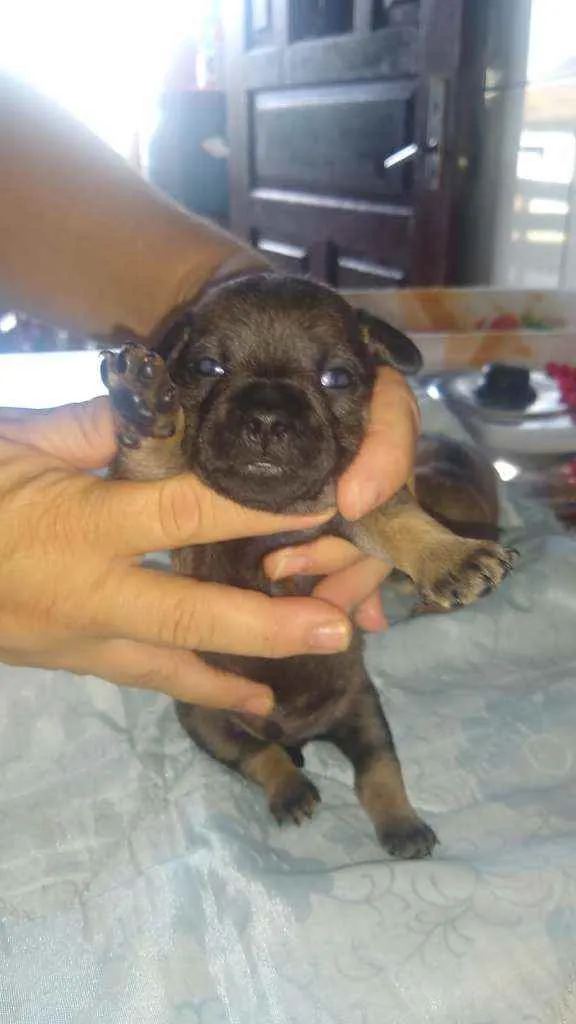 Cachorro ra a Mestiço idade Abaixo de 2 meses nome Não tem nome