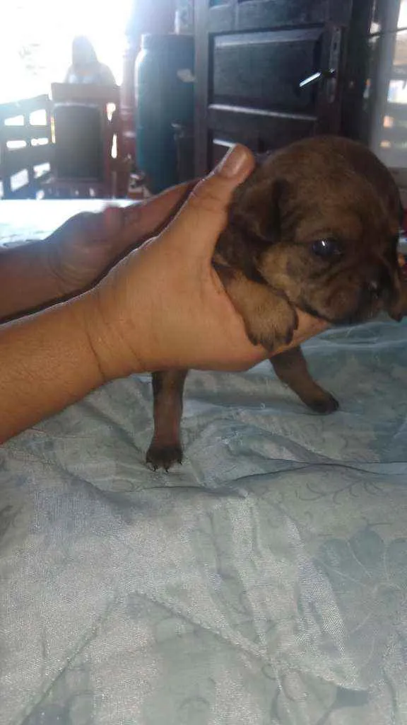 Cachorro ra a Mestiço idade Abaixo de 2 meses nome Não tem nome