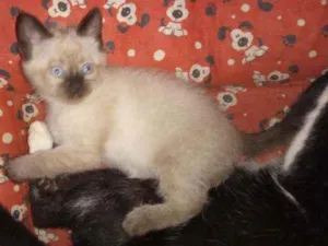 Gato raça Desconhecida idade Abaixo de 2 meses nome Filhotes
