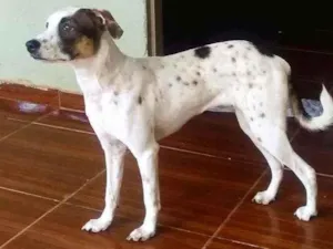 Cachorro raça Vira lata idade 3 anos nome Mel