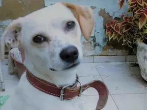 Cachorro raça Vira-lata idade 7 a 11 meses nome Athena