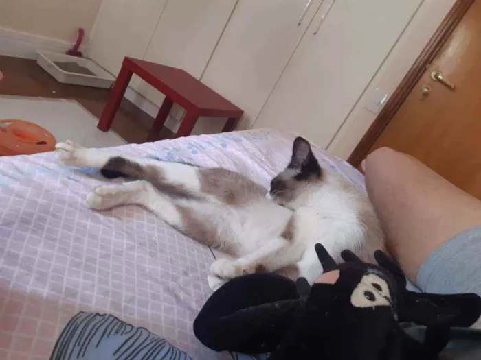 Gato raça Srd idade 2 a 6 meses nome Guaxi