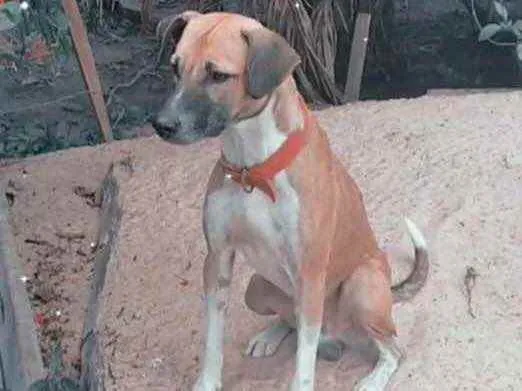 Cachorro ra a  idade  nome Biscoito 