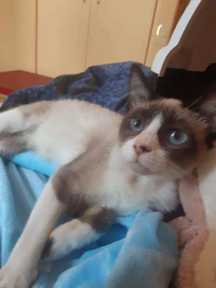 Gato raça Srd idade 2 a 6 meses nome Guaxi