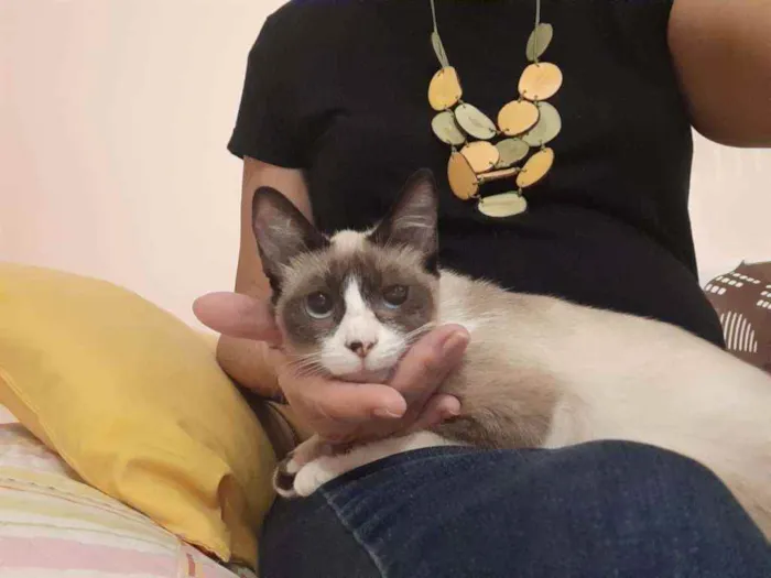 Gato raça Srd idade 2 a 6 meses nome Guaxi