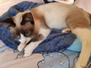 Gato raça Srd idade 2 a 6 meses nome Guaxi